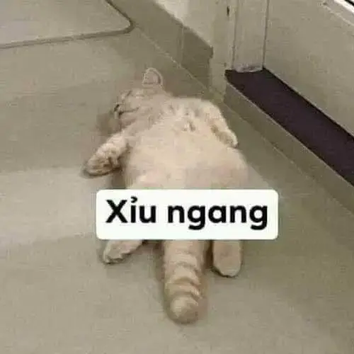 Meme 16