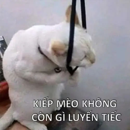 Meme 20