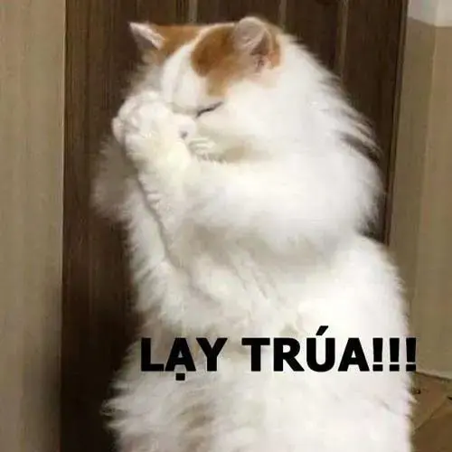 Meme 22