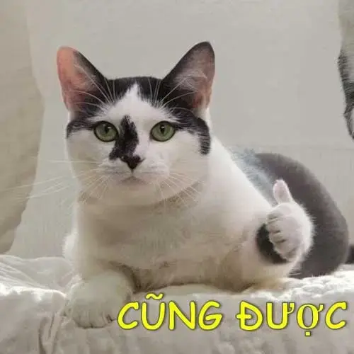 Meme 26