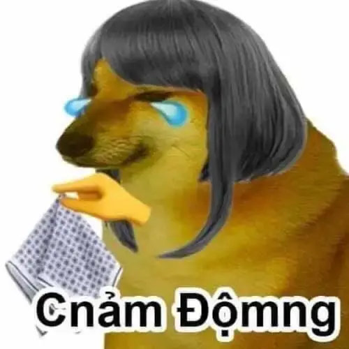 Meme 31