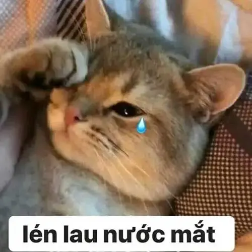 Meme 5