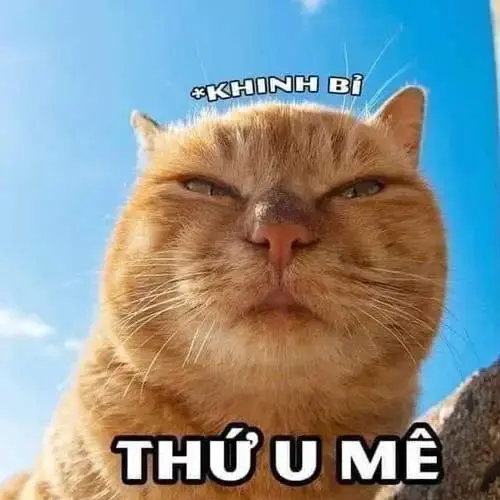 Meme 7