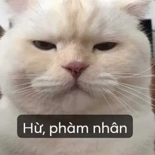 Meme 8